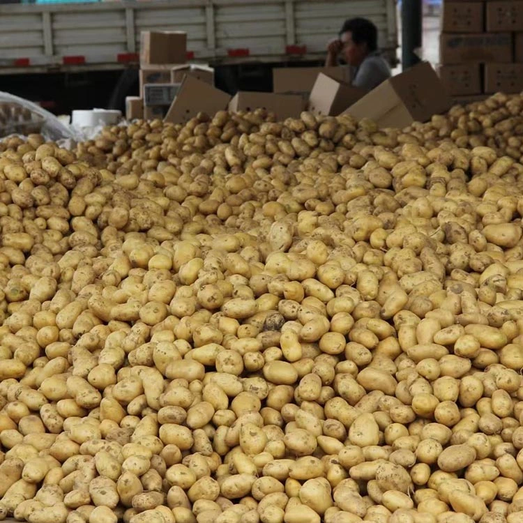 Big Fresh Hot Selling Best Price Chinese Potatoes