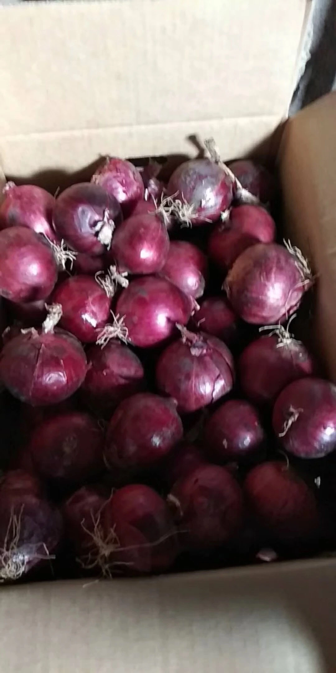 Wholesale 5-8cm Brand Onion 10kg Bag