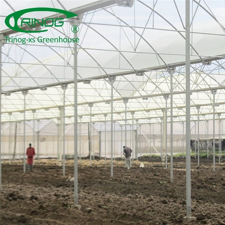 2020 Original Factory Multi-span Film Greenhouse