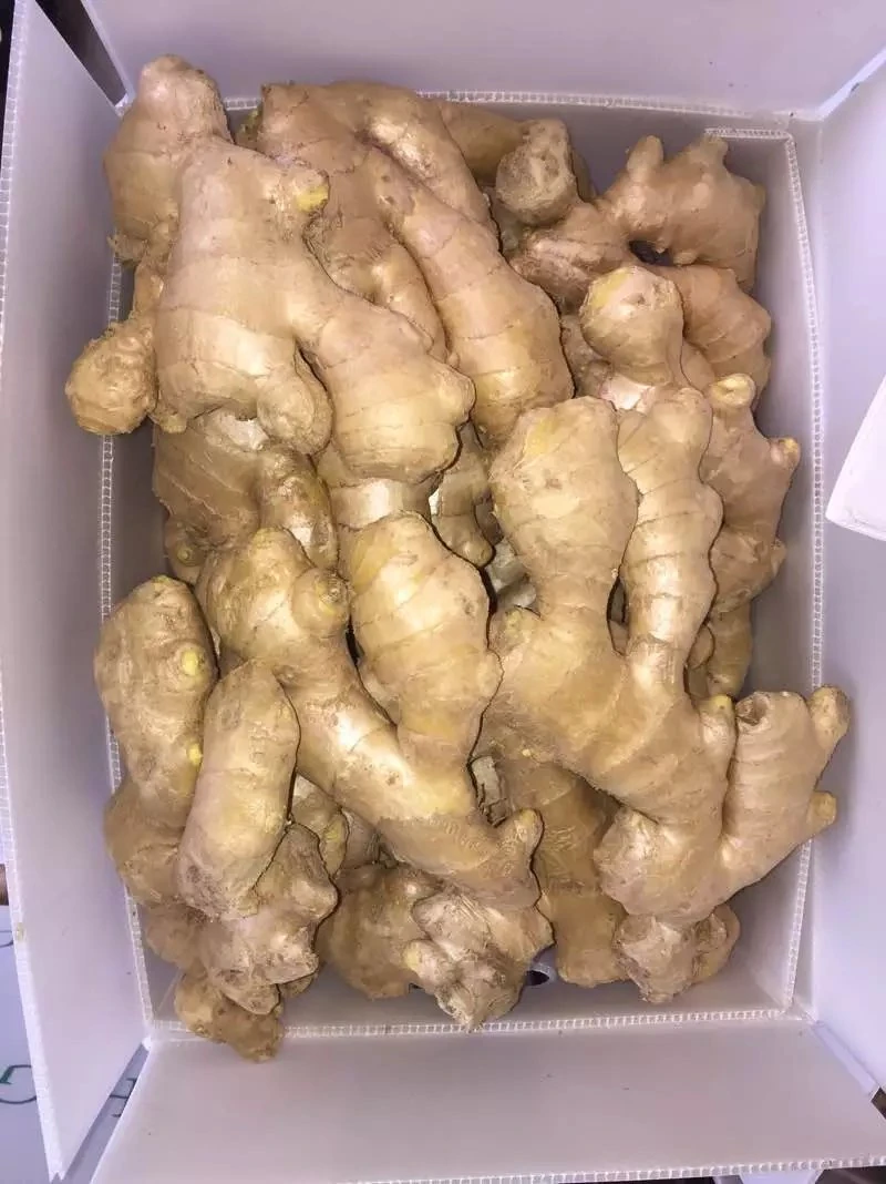 Chinese Yellow Ginger for Exporting