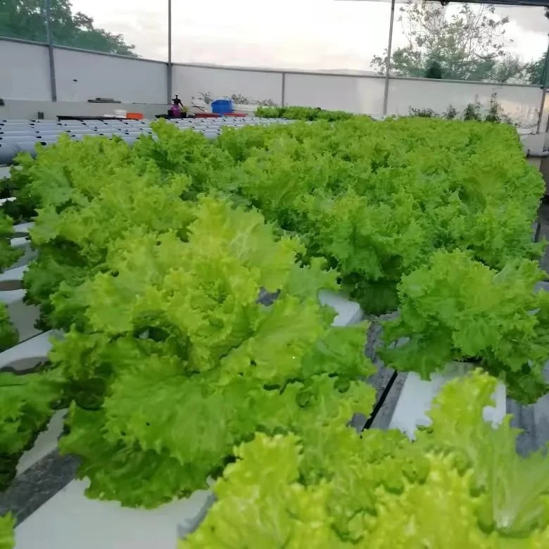 Nft Système croissante du système de contrôle intelligent des produits agricoles