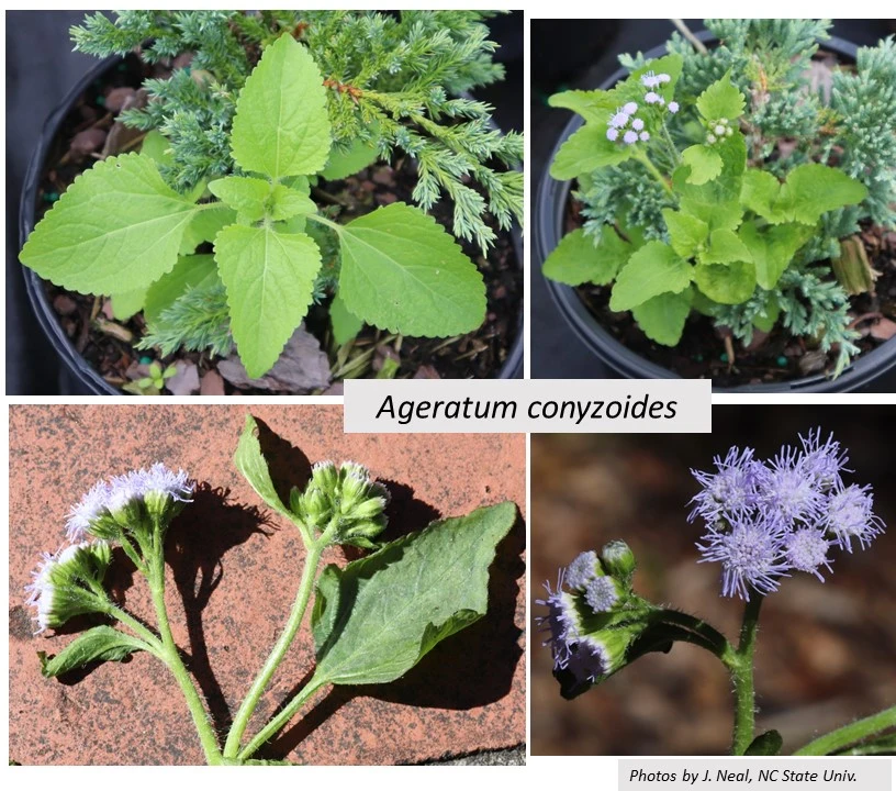 Ageratum Conyzoides Seeds Billygoat Weed Seeds