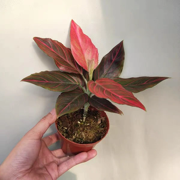 Mayorista/Proveedor de plantas reales Aglaonema vena roja