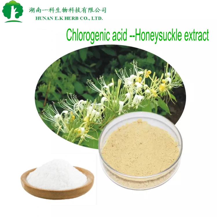 E. K Herb de bonne qualité Chinese Herbal Medicine Lonicerae Japonicae Flos Extrait de chèvrefeuille CAS 327-97-9 acide chlorogénique 5%-98% Eucommia Ulmoides extrait HPLC