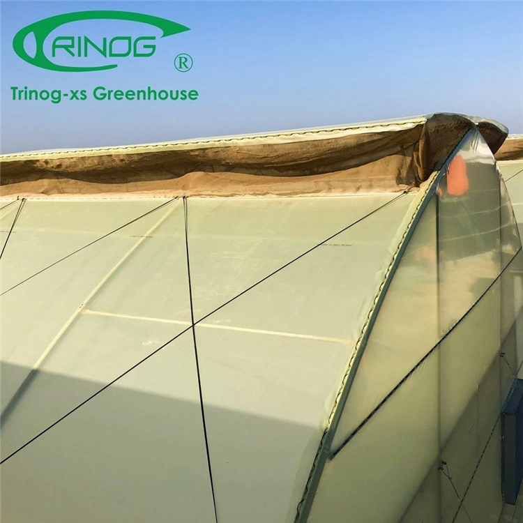 Best Design Multi-span Commercial Plastic Film Greenhouse for Seeding Planting