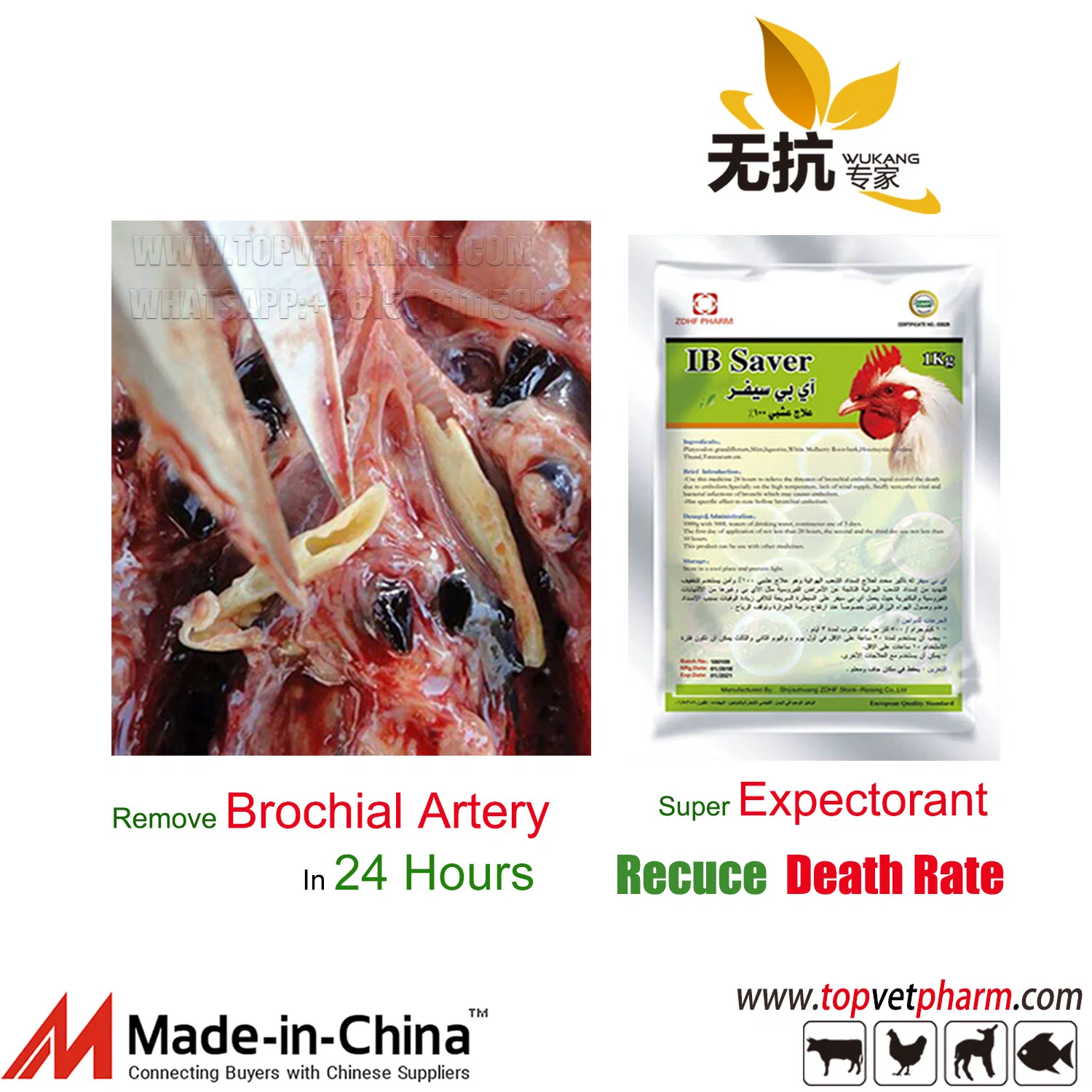 Poultry Chicken Respiratory Bronchial Embolization Resolving Phlegm