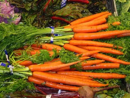 Bulk New Harvest Fresh Carrot with Low Price Red Healthy Carrots