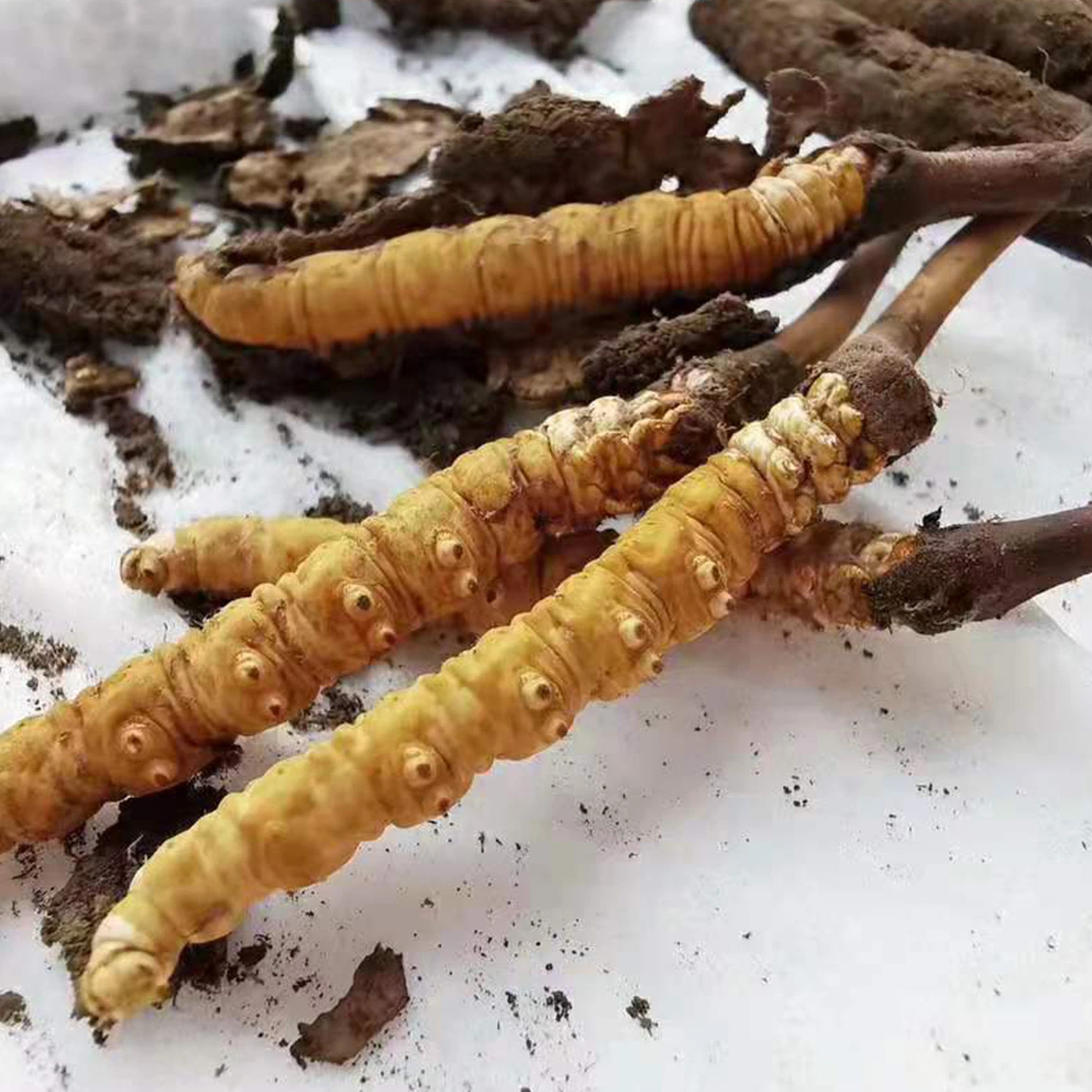 La salud alimentaria orgánica de la Medicina Tradicional China Mayorista de Cordyceps sinensis