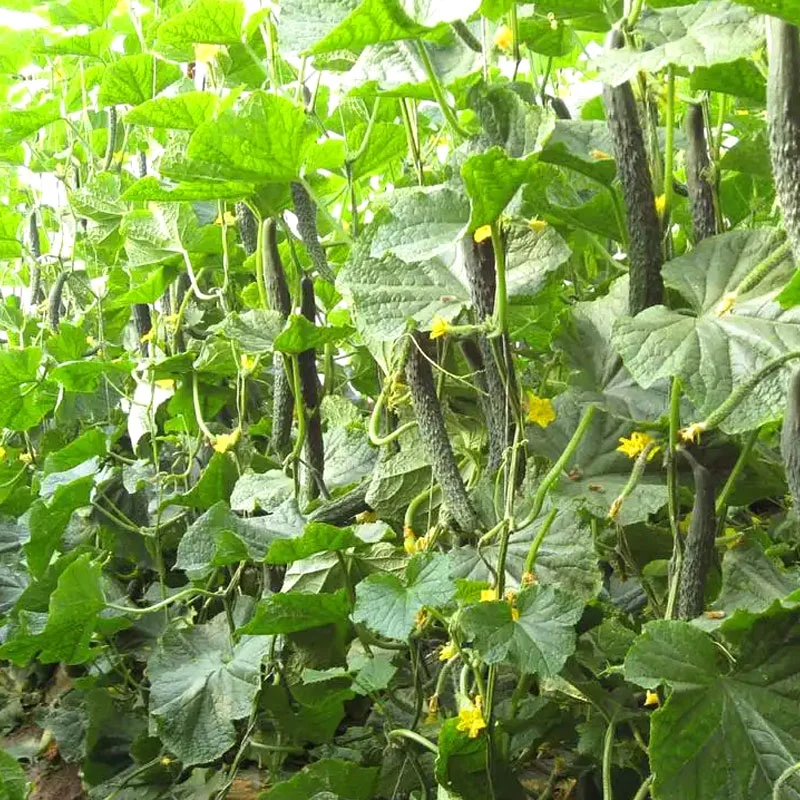 Billig/Landwirtschaft/Kommecial/Farm Film/Glas verschiedene Material Gewächshaus mit Bewässerung hydroponic System für Erdbeere/Gemüse/Blumen/Tomaten/Pfeffer