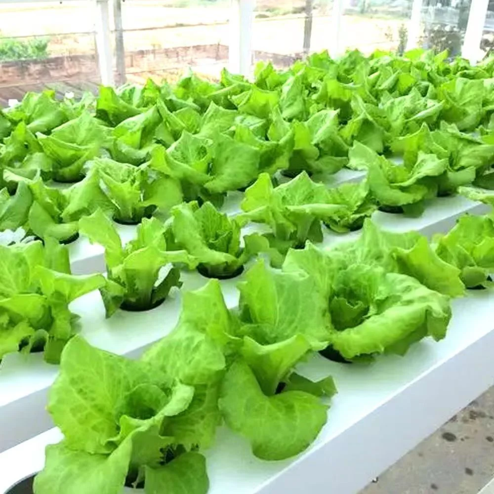 Multi Span Vegetal/Frutas/Flor/Granja/película de jardín/vidrio/PC Junta de invernadero con Rack Chat in Puerta