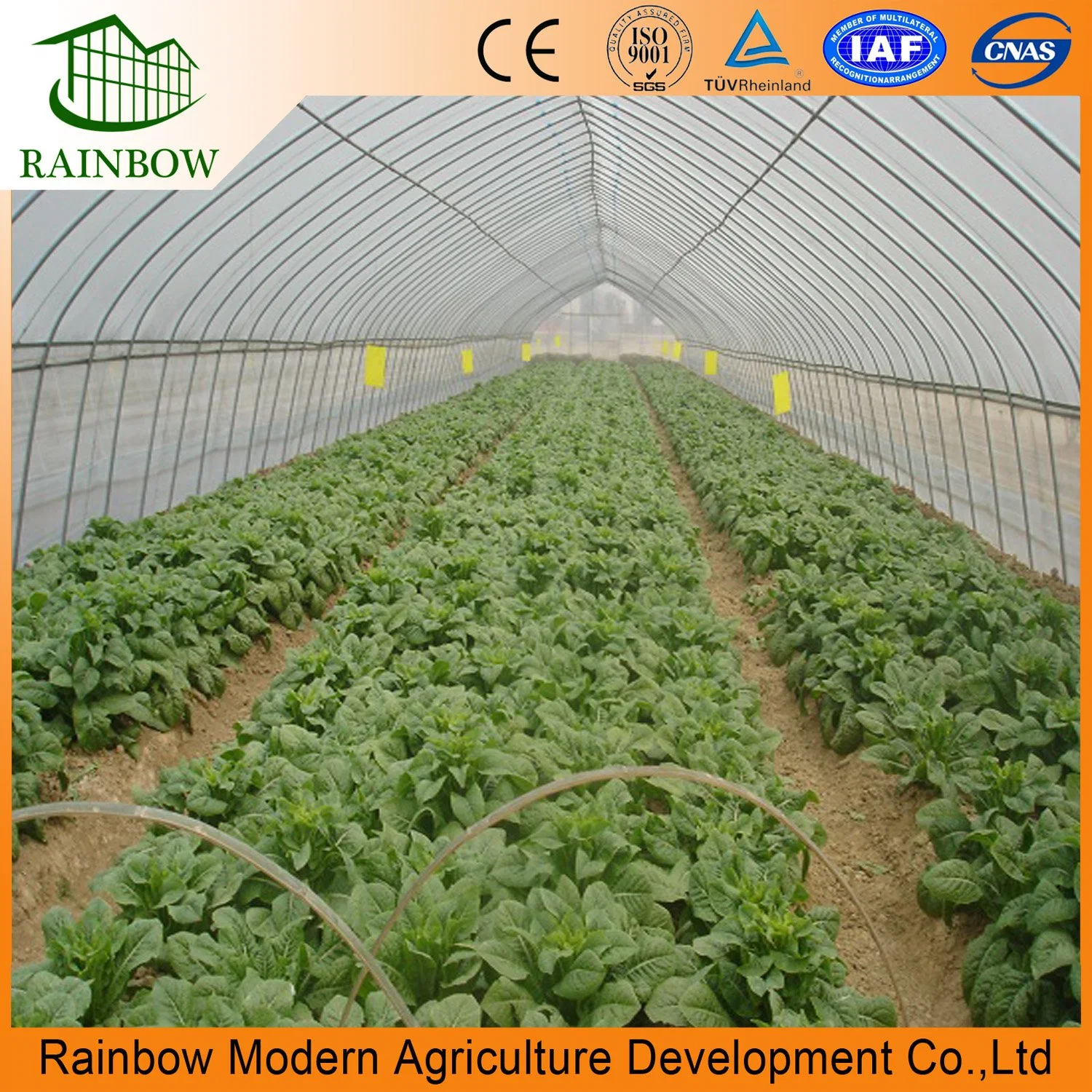 Single Span Film Greenhouse for Vegetable Growing System