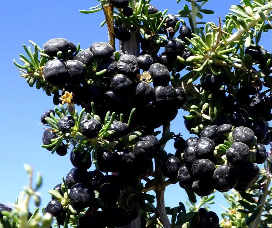 Anti-Aging and Anti-Oxidation Black Goji Juice From Fresh Balck Goji Berry