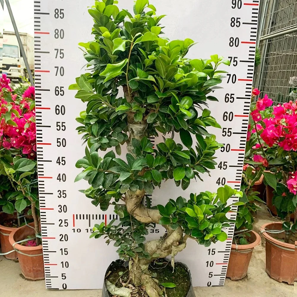 Shaped Ficus Microcarpa &prime; Ginseng&prime; Real Plant Bonsai Home Indoor Outdoor Garden for Garden Landscape Nursery Wholesale/Supplier