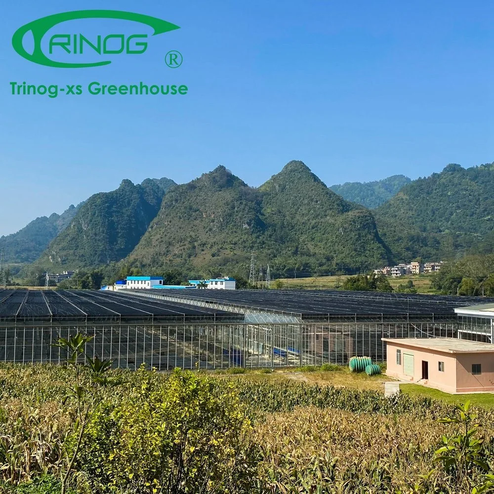 Inner Shading System Cooling Galvanized Steel Pipe Structure Glass Greenhouse for Vegetables