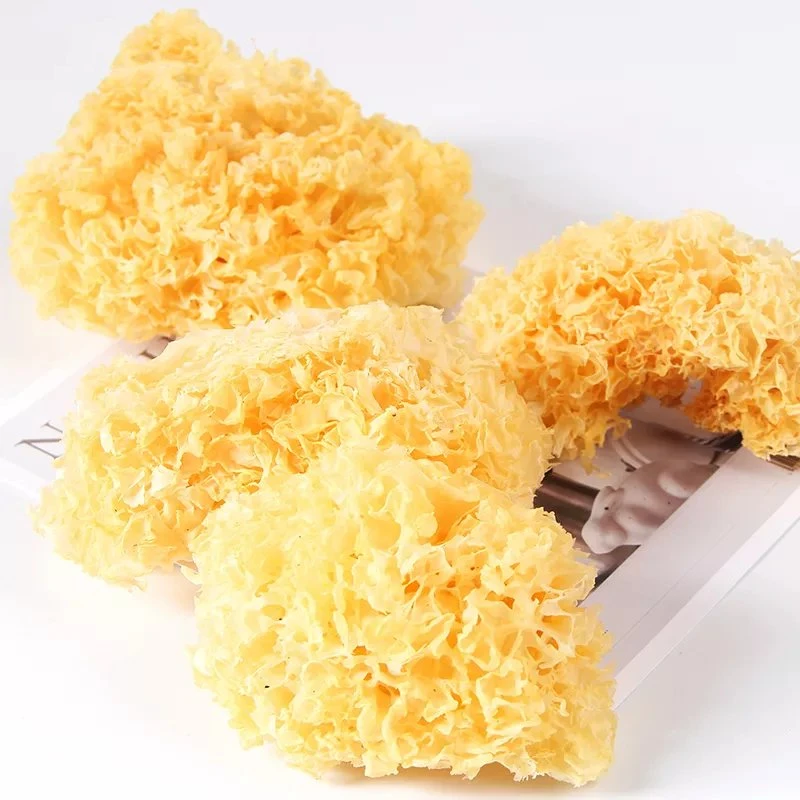 China Wholesale/Supplier Fresh Yin Er Tremella White Snow Fungus for Mushroom Dishes