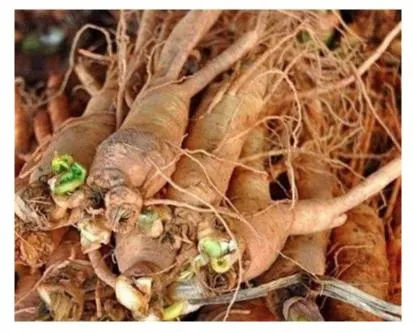 E. K Herb Plant Extract Siberian Ginseng Extract 0.8~1.2% Eleutherosides B+E 4: 1~20: 1 Siberian Ginseng Root Extract