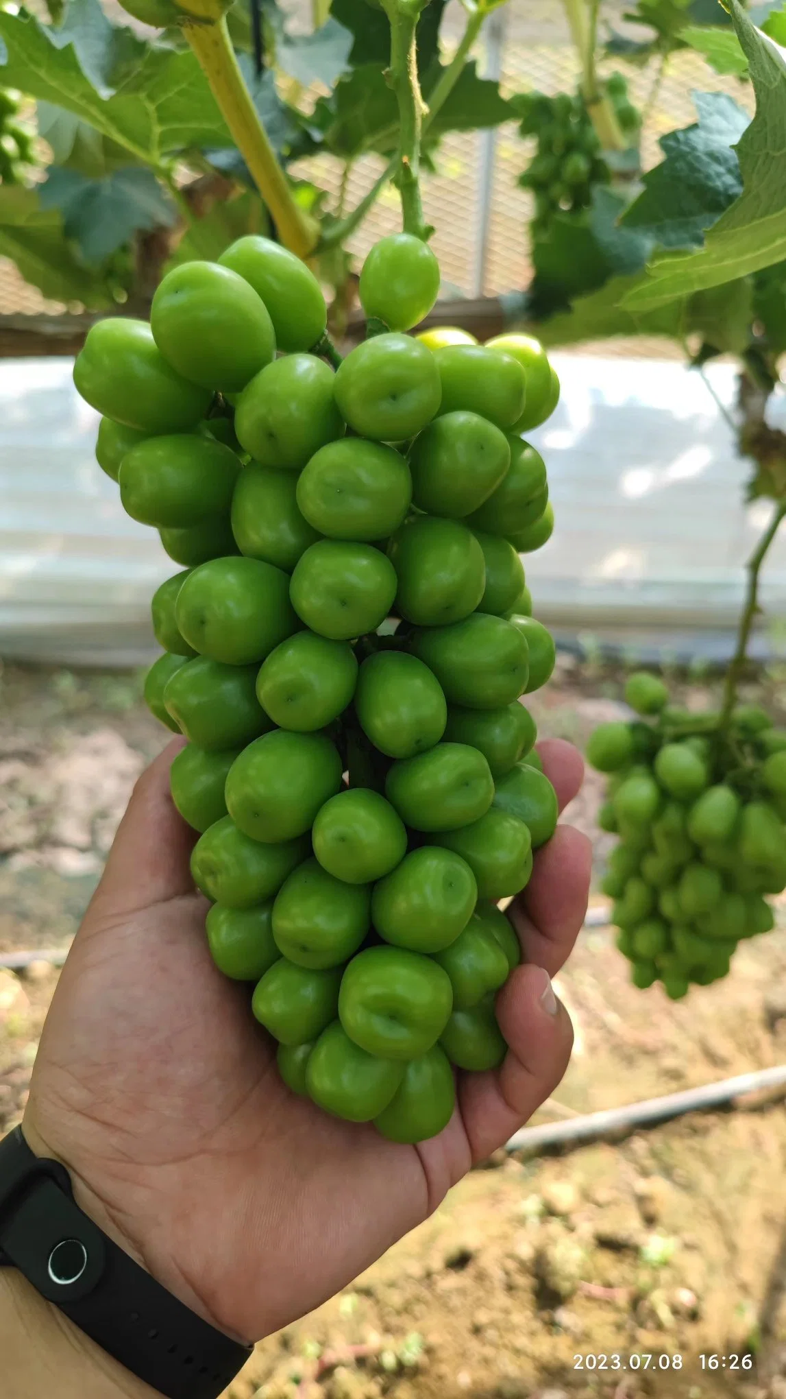 Compuestos de algas fertilizantes granulares - fertilizantes de gránulos NPK