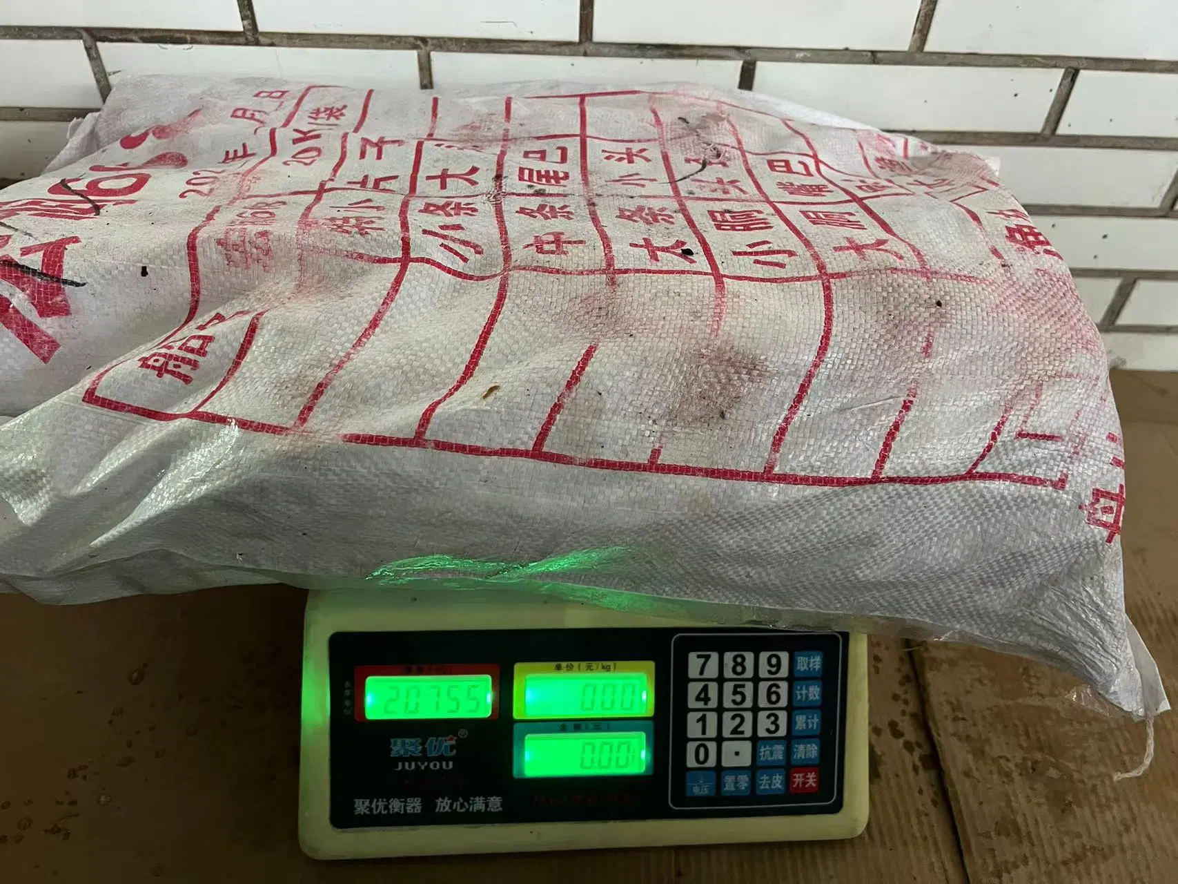 Hohe Qualität/hohe Kostenleistung Frozen Giant Squid Neck 500g+ für Thailand