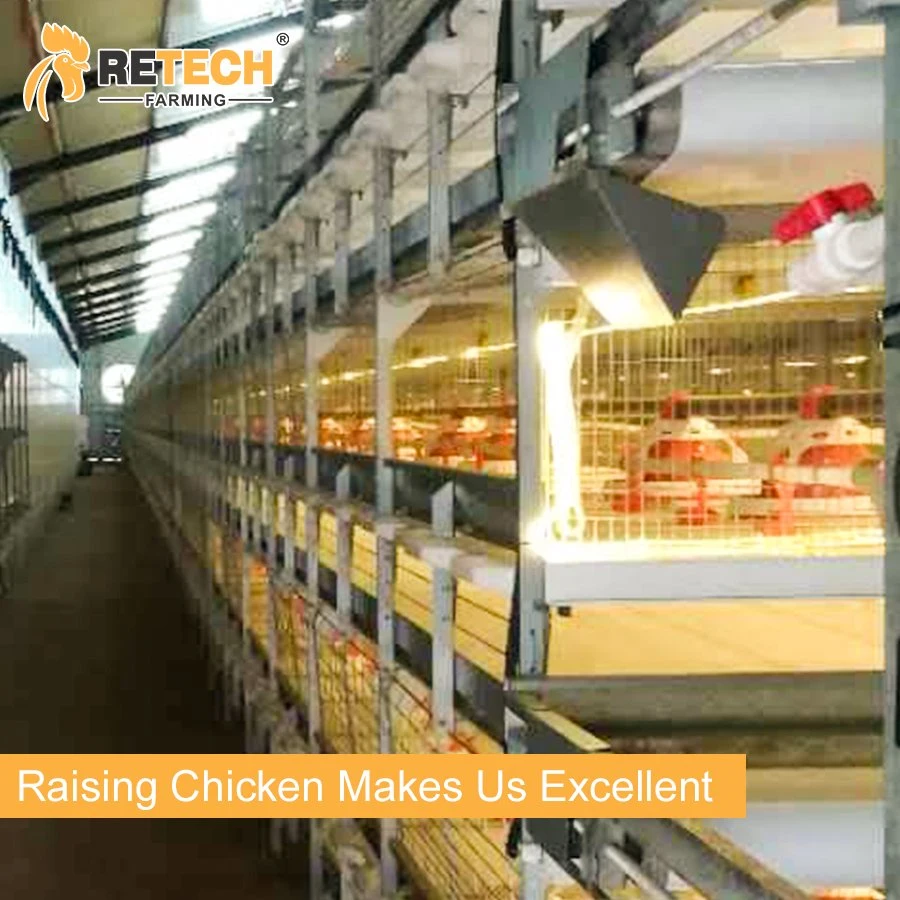 Automatische Geflügelmaschine H Typ Broiler Hühnerhuhn Farm Ausrüstung Fütterungssystem in Usbekistan