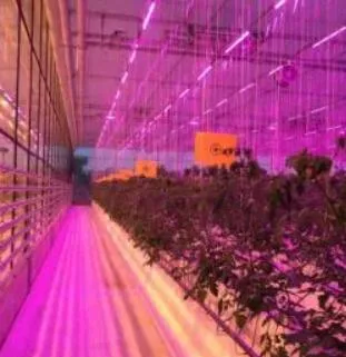 Smart Greenhouse with LED Grow Light for Medical Plants