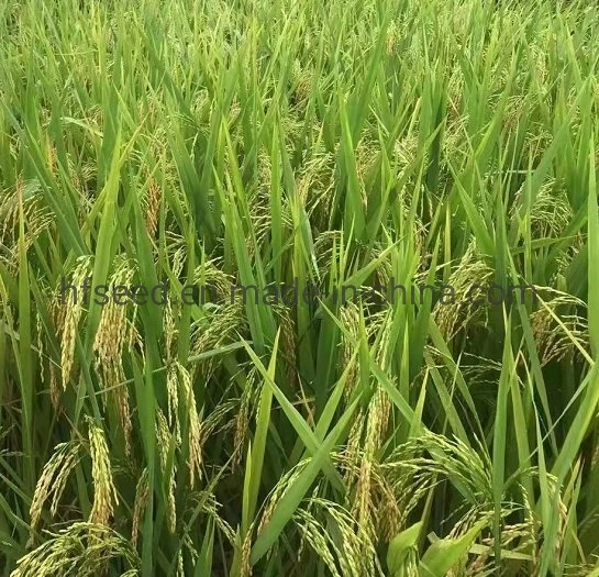 Semence de riz -deux lignes- bonne tolérance à la chaleur et rendement élevé