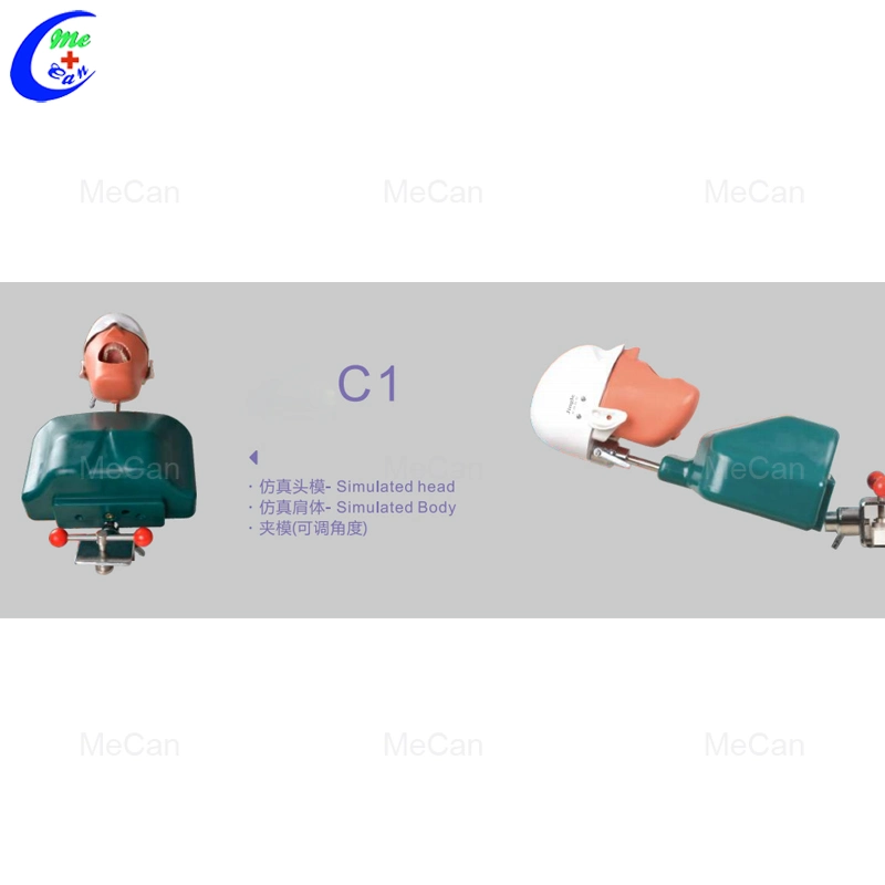 Simulated Head and Body Simple Dental Simul Ator Series