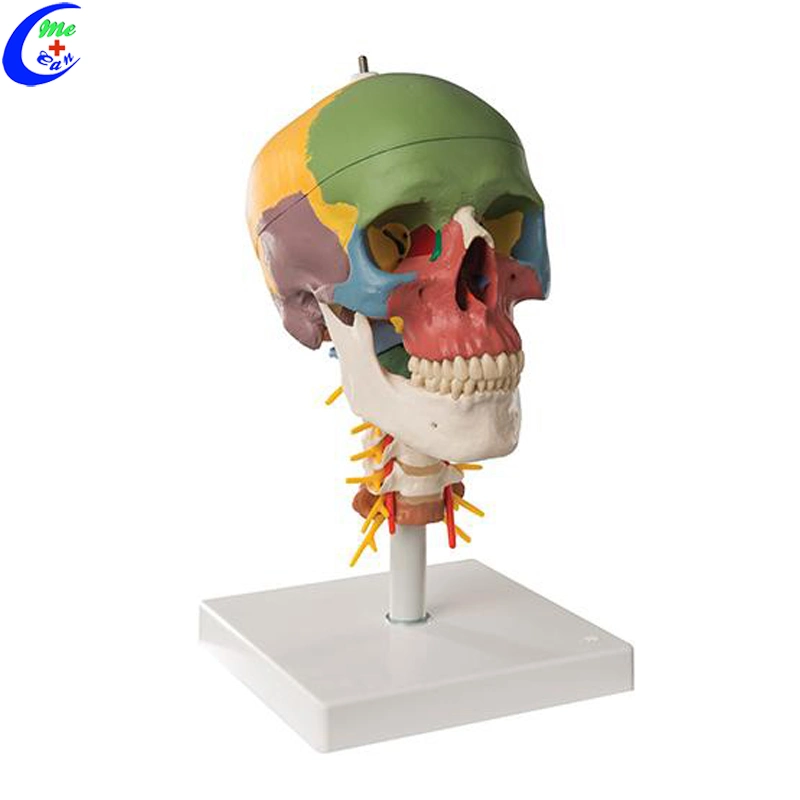 Medical Human Anatomy Colored Skull Model