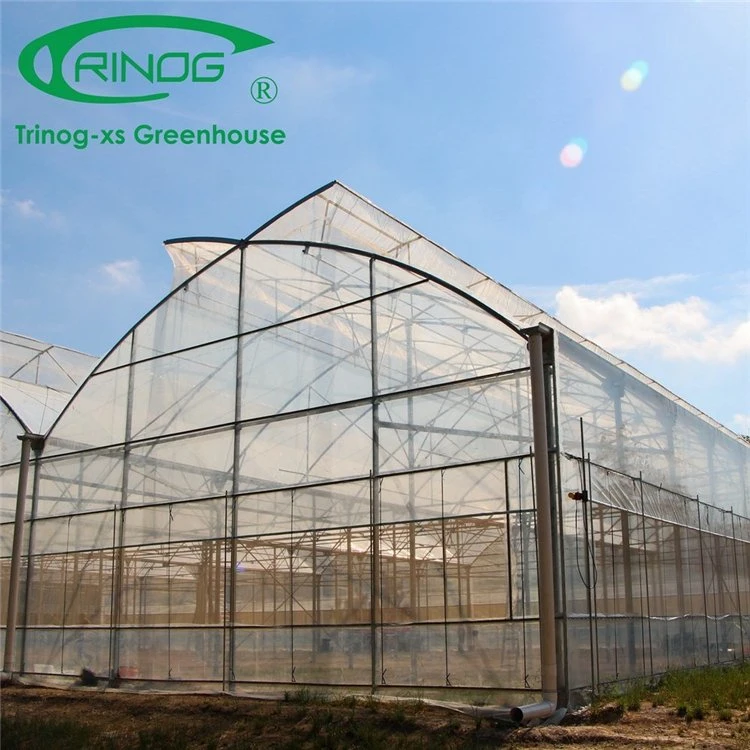 China Good Quality Large Space High Tech Film Greenhouse For Vegetable