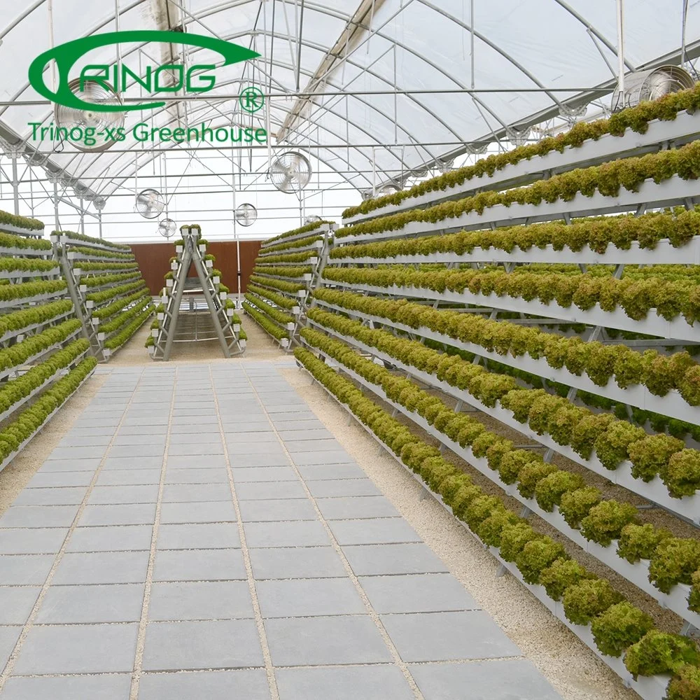 The Newest Cultivation Hydroponics System Film Greenhouse for Agriculture