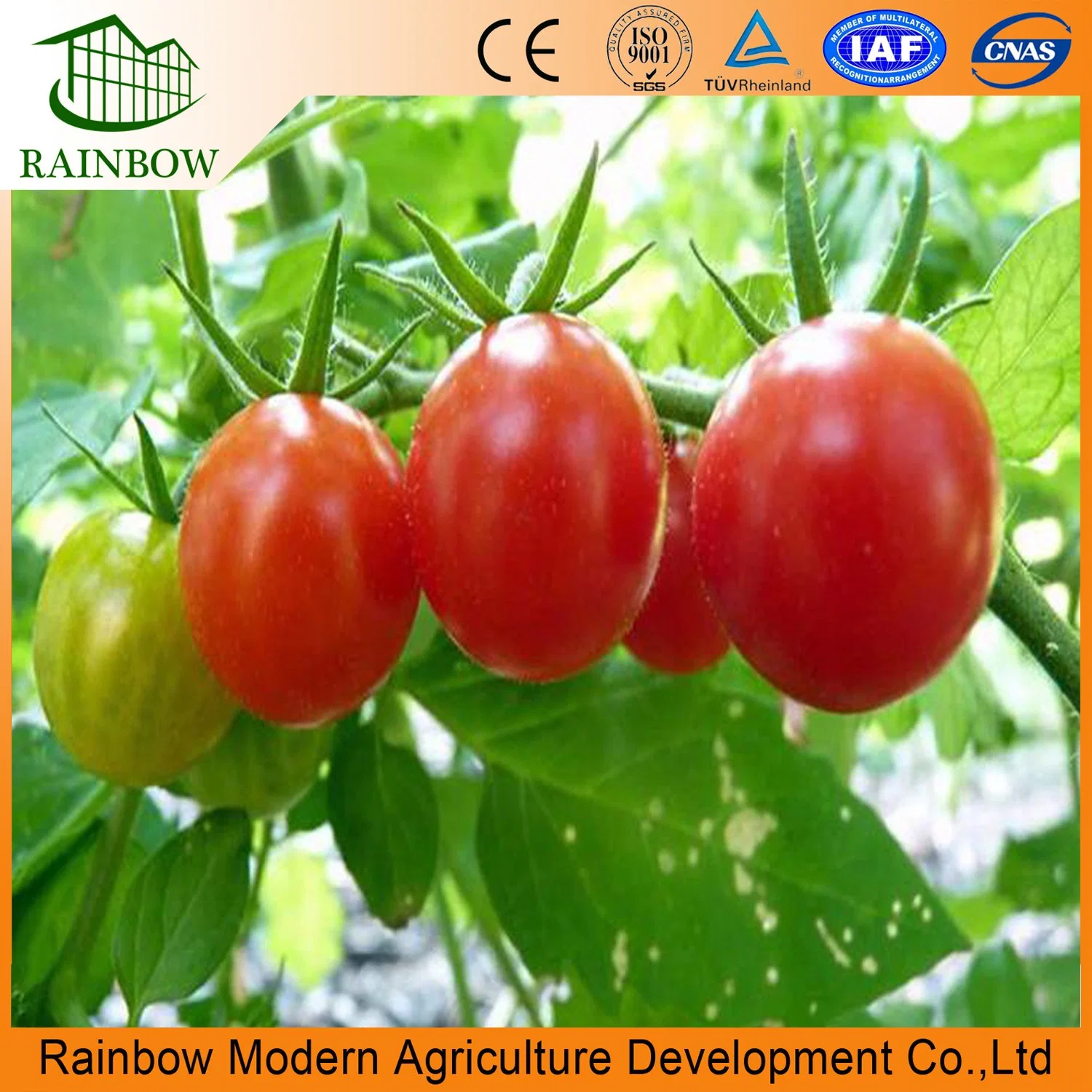 Multi Span Agriculture Plastic Film Tomato Greenhouse