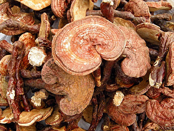 Nutrir y fortalecer el cuerpo Reishi Extracto de setas / Ganoderma Lucidum Medicina tradicional China