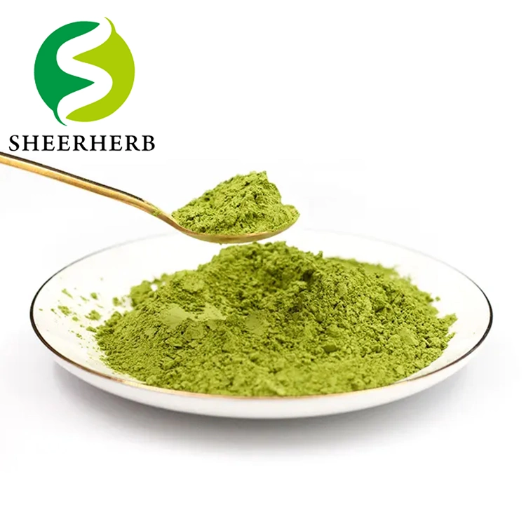 Extrato de Chá Verde de alta qualidade EGCG Epigallocatechin Galato de 95% 98% 970-74-1