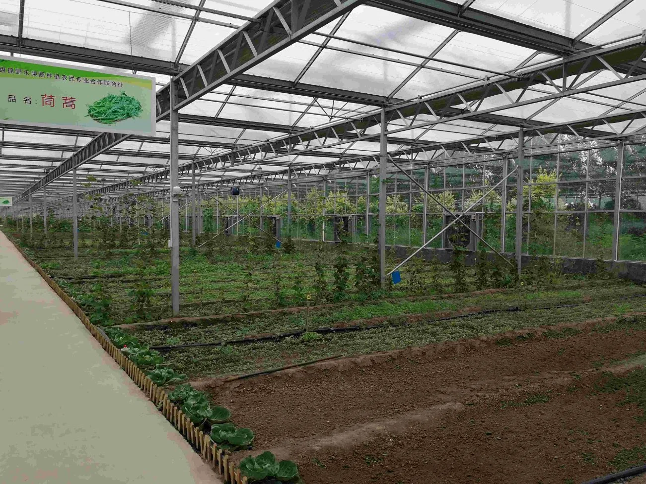 Venlo Glass Greenhouse for Vertical Farming with Top LED Grow Lights
