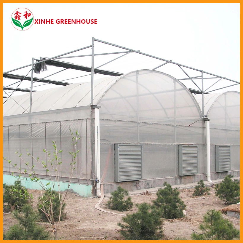 Tomato Plastic Film Agricultural Multi-Span Tunnel Greenhouse