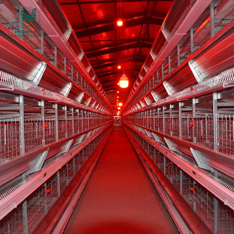 35000 Birds Poultry Farm Used H Type Automatic Layer Cage With Free Chicken House Design