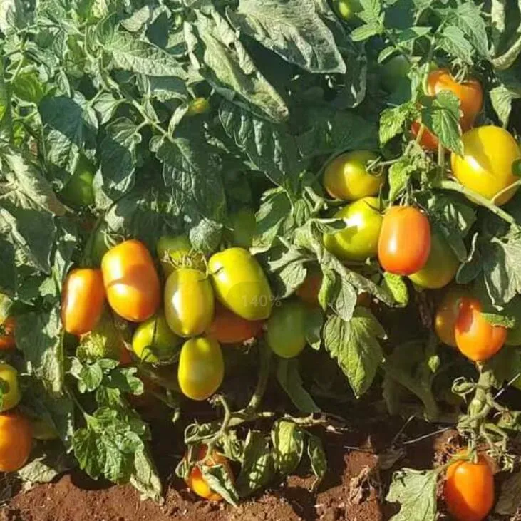 Big Oval Semi Determinate Hybrid Tomato Seeds Vegetable Seed for Sowing