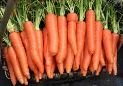 Bulk New Harvest Fresh Carrot with Low Price Red Healthy Carrots