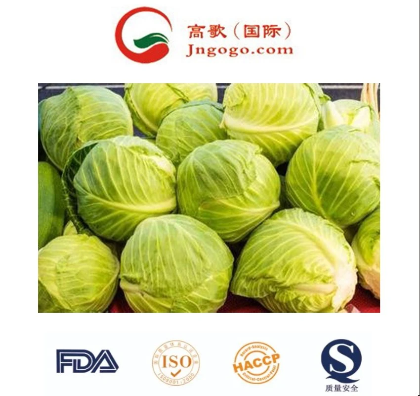 Fábrica China suministro de verduras frescas Cabbage redondo fresco Cabbage chino Precio de venta