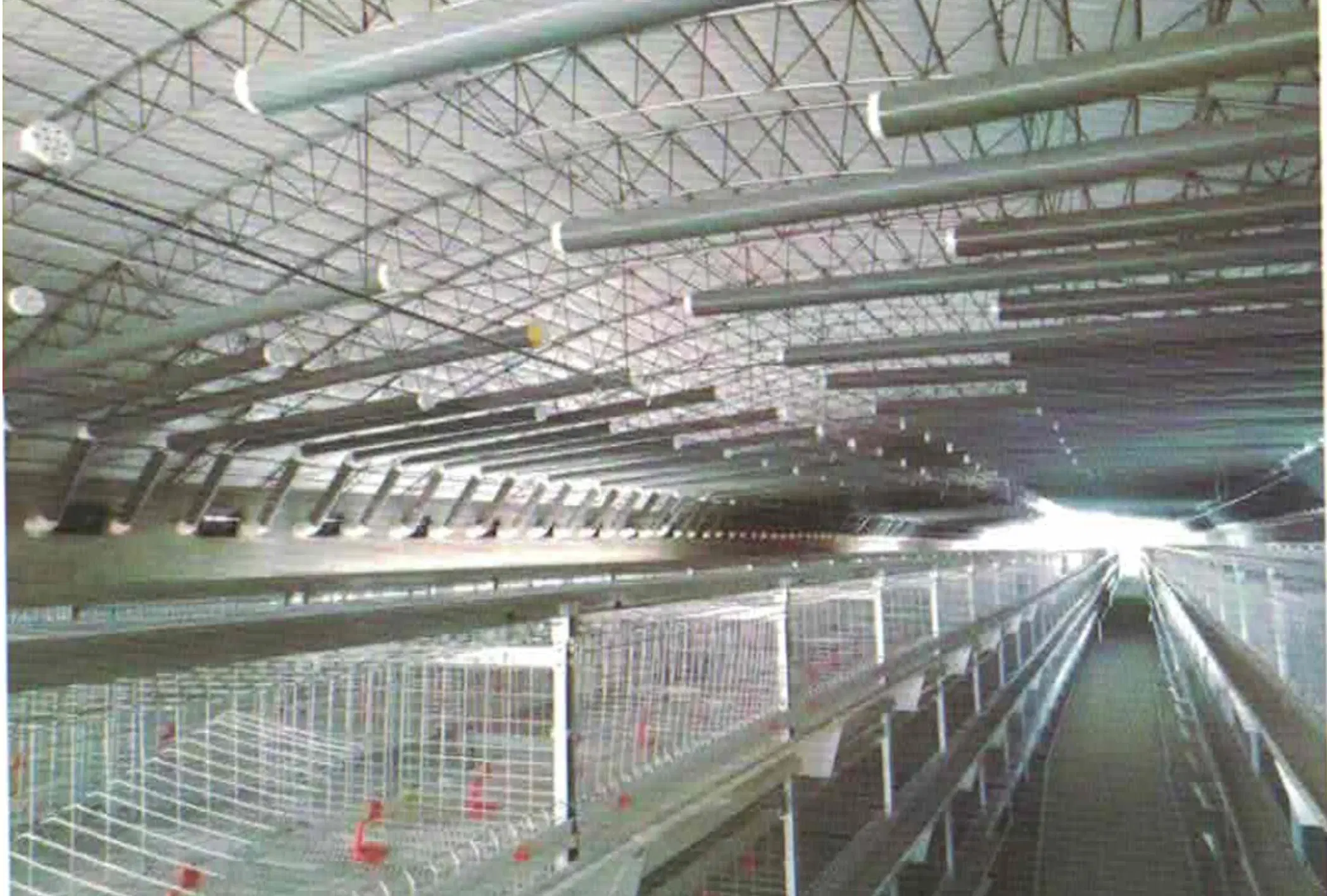 Hot Galvanized Automatic Feeding Line and Drinking Line System for Broiler/Layer