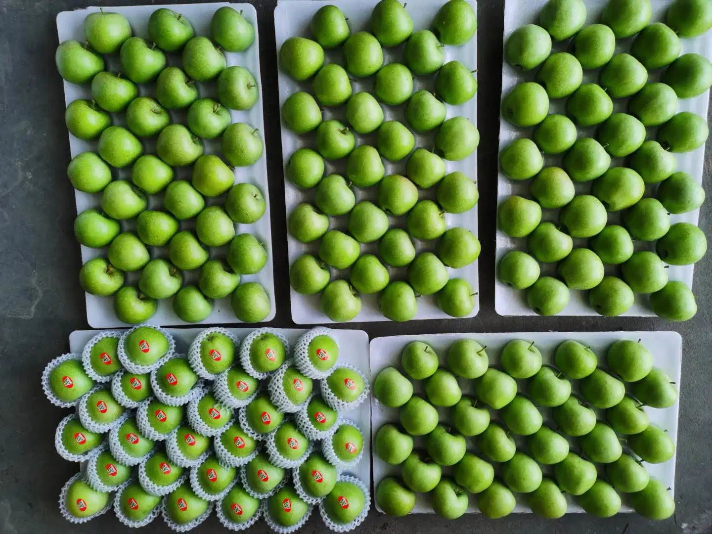 El Color Verde Verde Verde manzana Gala Qinguan