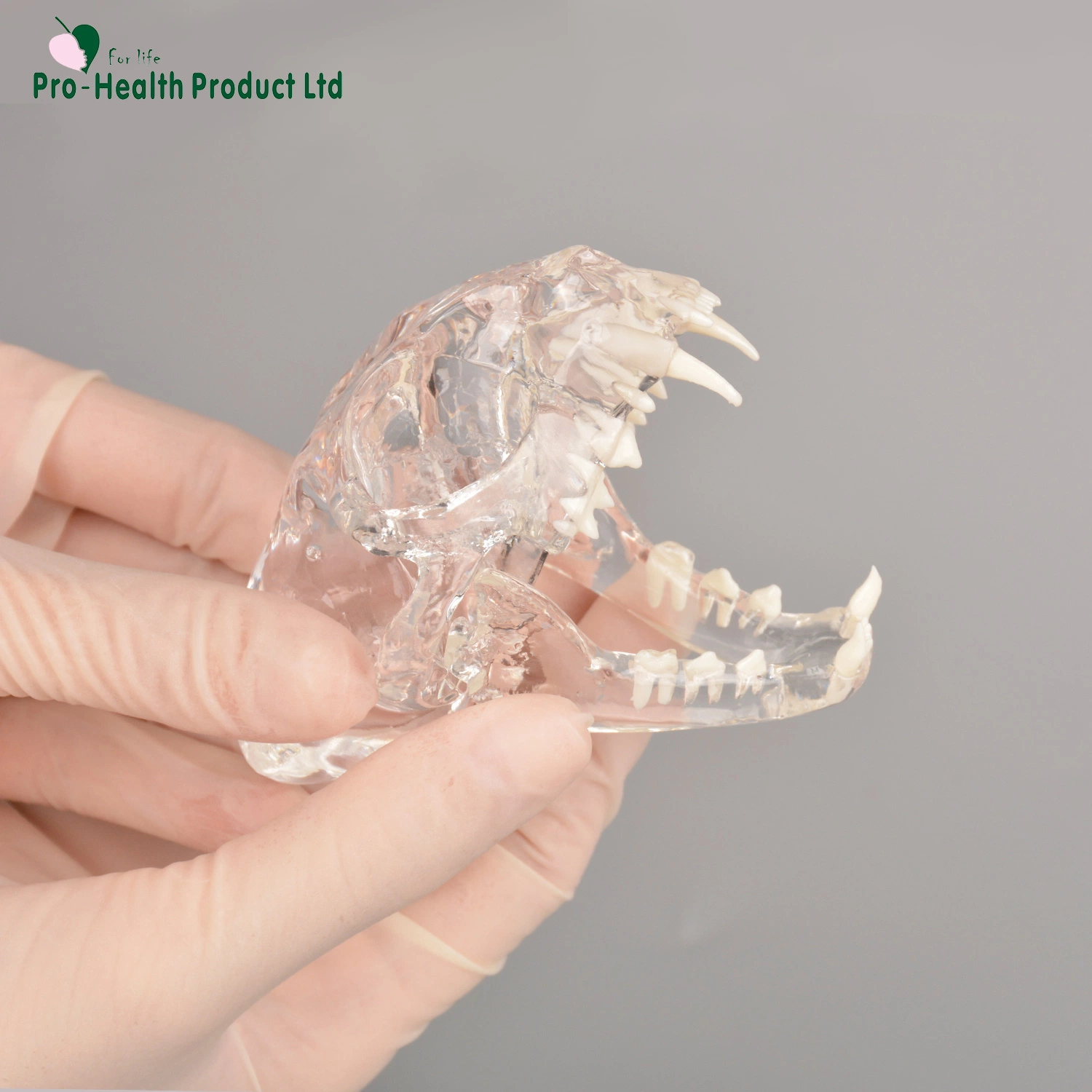 Feline Clear Anatomical Model (قم بمسح النموذج التشريحي