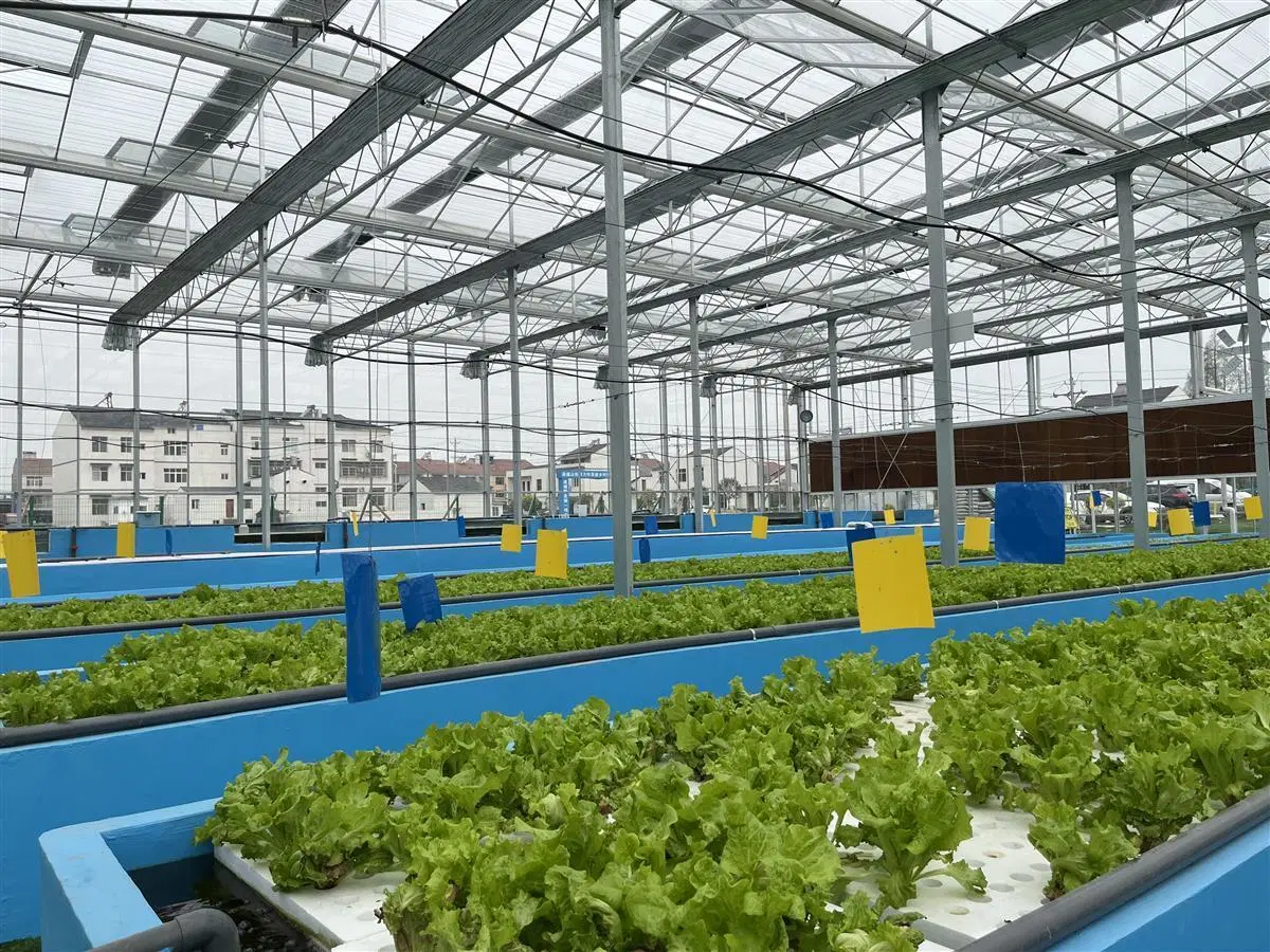 High quality/High cost performance Tunnel Greenhouse for Commercial Farming with Hydroponics-System