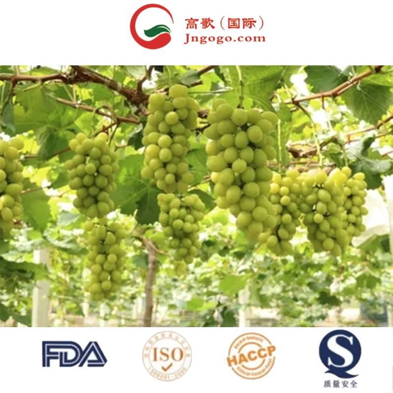 Storage Food Organic Package Weight Origin Type Quality Size Grade Shine Muscat Grapes