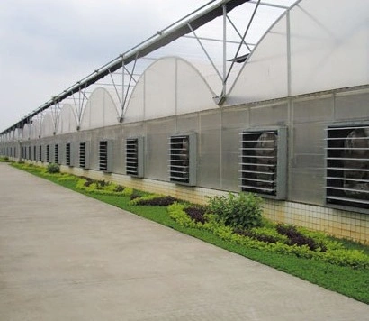 Multi-Span Arch Type Film Greenhouse with Po Film with 30 Years Production History