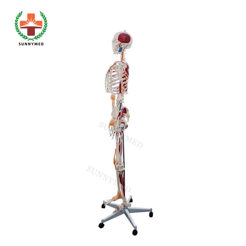 Sy-N021 Medizinische Wissenschaft Anatomie 180cm menschliches Skelettmodell