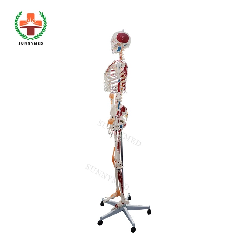 SY-N021 Medical Science Anatomy modèle de squelette humain de 180cm