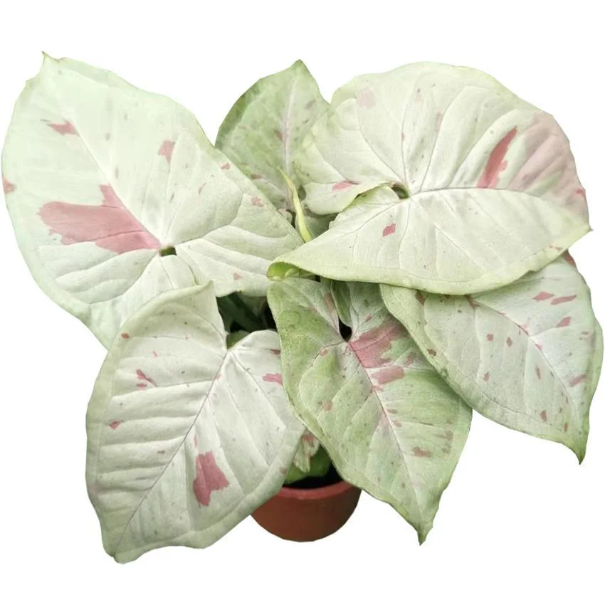 Syngonium Milk Confetii Tissue Culture Young Ornamental Plant