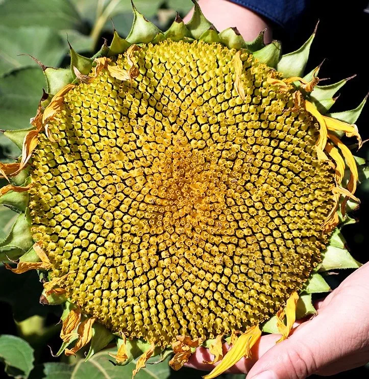 Tamaño grande y alto rendimiento de semillas de girasol de alta calidad