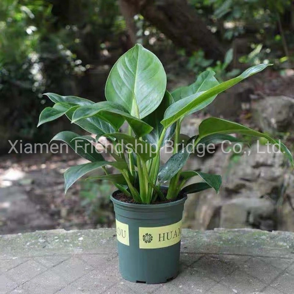 Philodendron Green Princess Real Living Plants Bonsai Hotsale Low Price