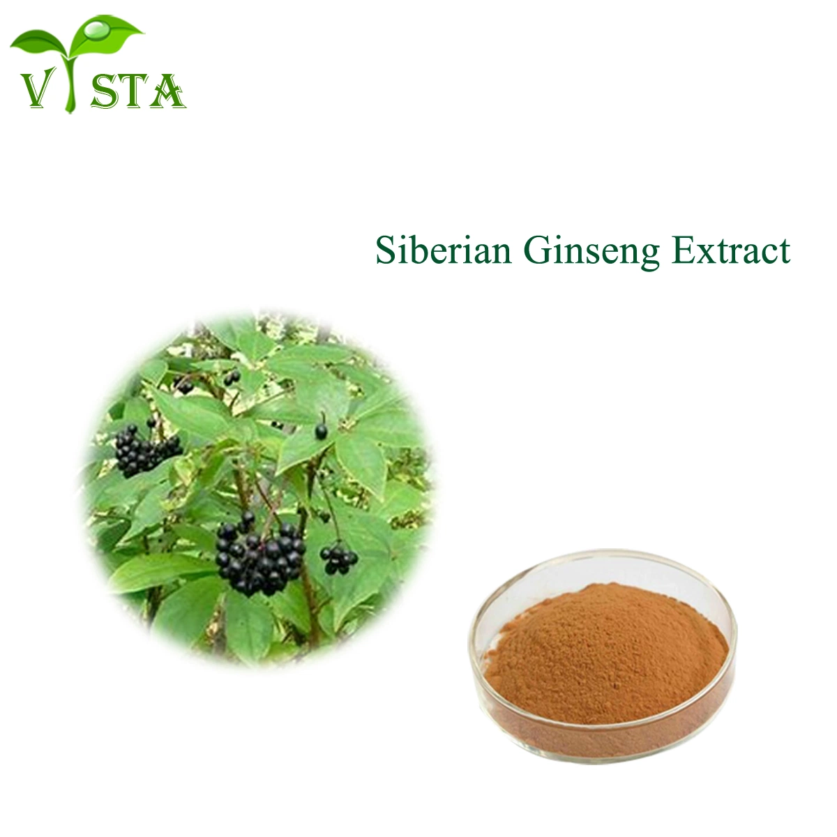 Best Price Herbal Supplements 0.8% Eleutherosides Organic Siberian Ginseng Extract Siberian Plant Extract Root Extract